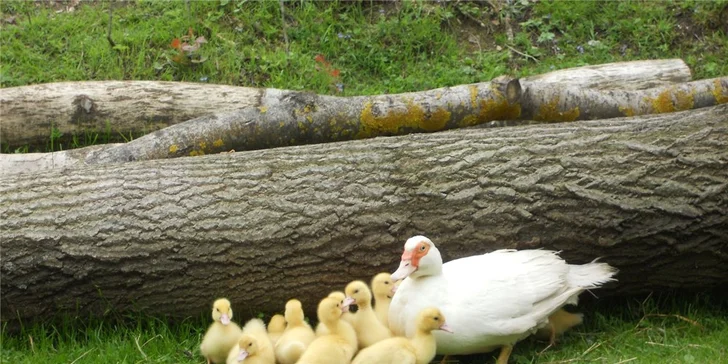 3denní pobyt na farmě pro rodinu: účast na aktivitách podle ročního období