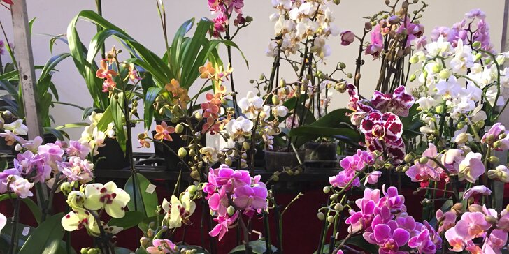 Největší výstava orchidejí v Evropě, prohlídka centra Drážďan, Primark