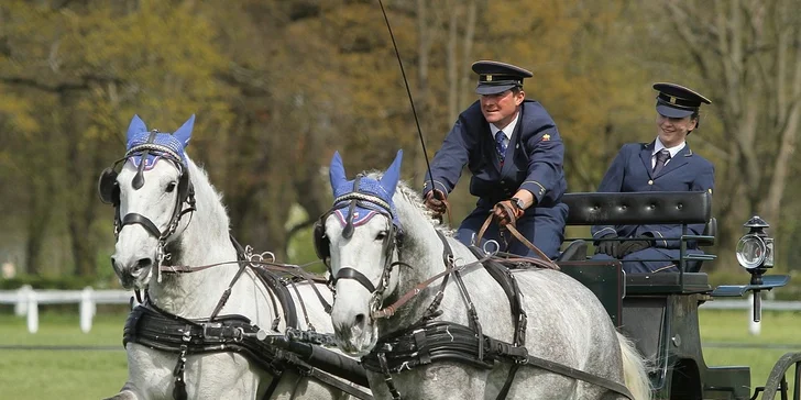 Rudolfův pohár v kladrubském hřebčíně: sobotní vstup na závody spřežení