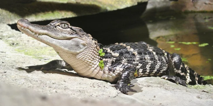 Zoo Terárium: Plazi všech druhů, opičky i kočkovité šelmy v pražské minizoo
