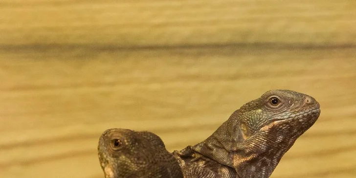 Vstupenka pro dospělého do Krokodýlí Zoo Praha aneb Vodní plazi naživo