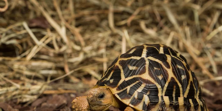 Vstupenka do Krokodýlí Zoo Praha: kajmani, krokodýli i aligátoři