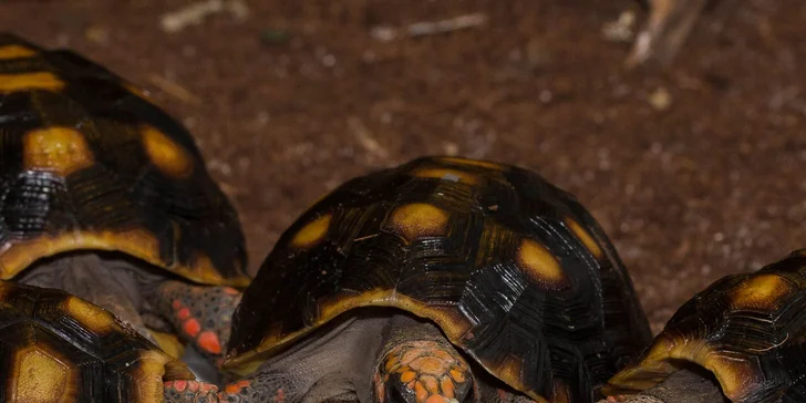 Vstupenka pro dospělého do Krokodýlí Zoo Praha aneb Vodní plazi naživo