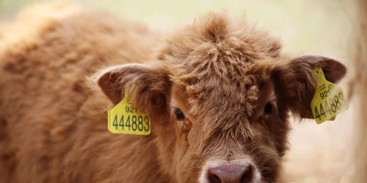 Farmapark pro jednotlivce i rodiny: krmení zvířátek a spousta atrakcí