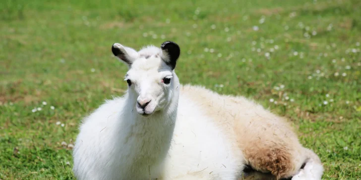 Farmapark pro jednotlivce i rodiny: krmení zvířátek a spousta atrakcí