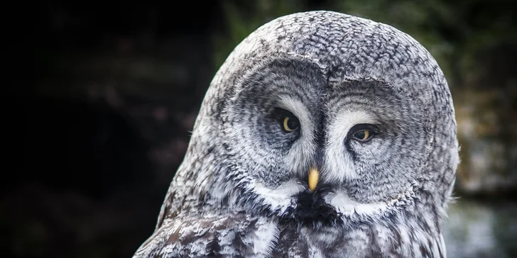 Fotografujte zvířata (nejen v zoo) jako profesionálové