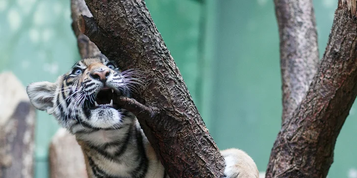 Fotografujte zvířata (nejen v zoo) jako profesionálové