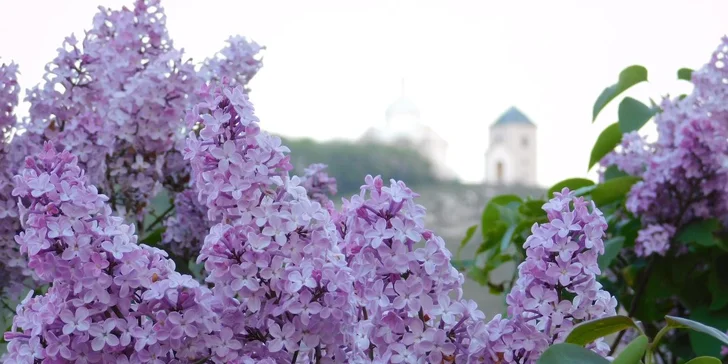 Romantická projížďka jižní Moravou: pronájem skútru na 10 hodin + 2 přilby