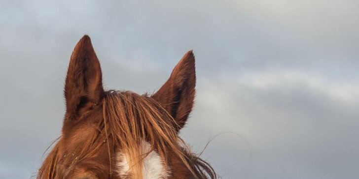 Příspěvek pro zanedbané a týrané koně: můžete je i navštívit a vyjet si