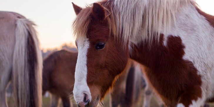 Příspěvek pro zanedbané a týrané koně: možná návštěva i vyjížďka