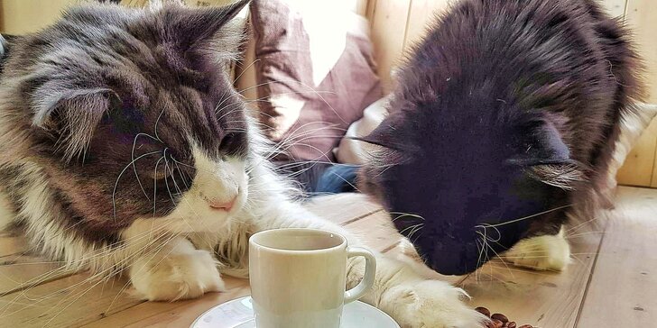 Ledové osvěžení a domácí dezert v kočičí kavárně 9 životů