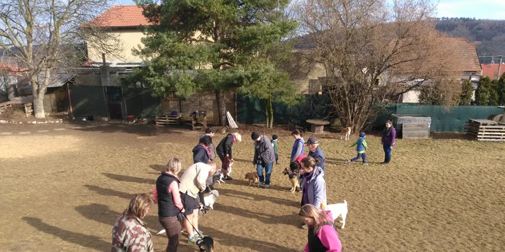 Úvodní hodina v DogUniversal: 60 minut výcviku psa jakéhokoliv plemene
