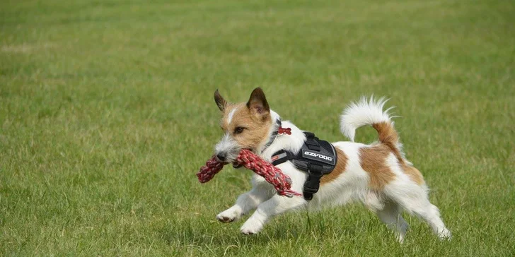 Úvodní hodina v DogUniversal: 60 minut výcviku psa jakéhokoliv plemene