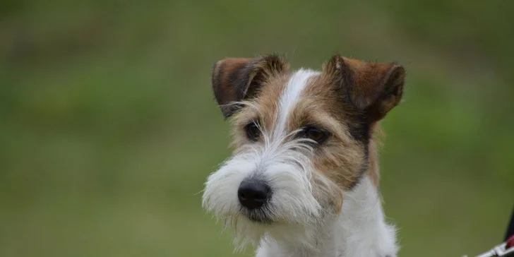 Úvodní hodina v DogUniversal: 60 minut výcviku psa jakéhokoliv plemene