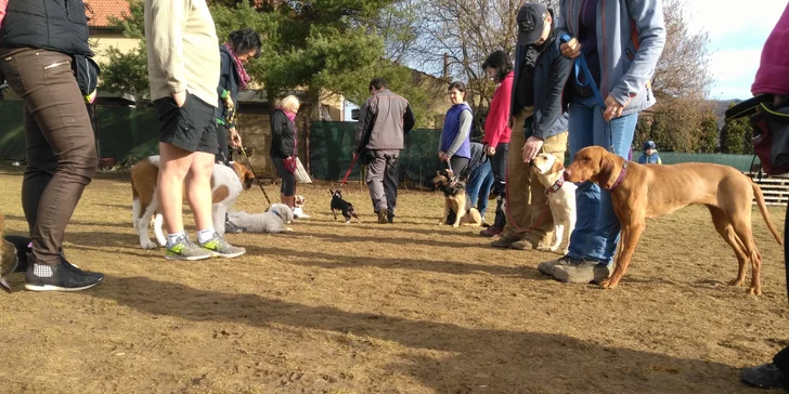 Úvodní hodina v DogUniversal: 60 minut výcviku psa jakéhokoliv plemene
