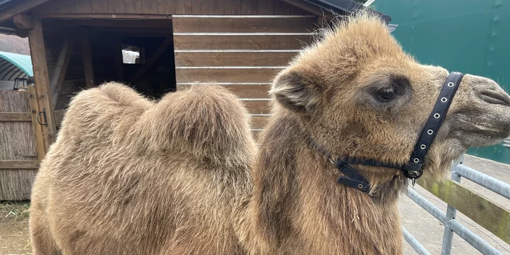 Díky DeadWood Alpacas vám na hodinovém putování budou dělat společnost přítulné lamy (alpaky/krotké) nebo velbloudi.