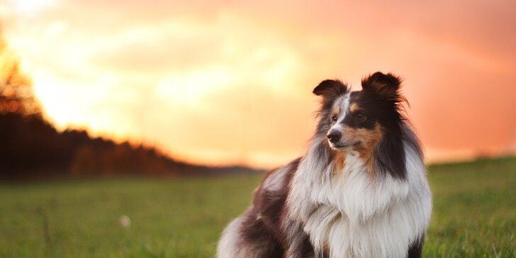 Fotografování psů v exteriéru: 15 upravených fotografií v ceně