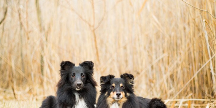 Fotografování psů v exteriéru: 15 upravených fotografií v ceně