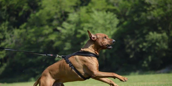 Úvodní hodina v DogUniversal: 60 minut výcviku psa jakéhokoliv plemene