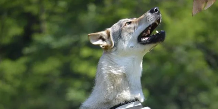 Úvodní hodina v DogUniversal: 60 minut výcviku psa jakéhokoliv plemene