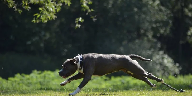 Úvodní hodina v DogUniversal: 60 minut výcviku psa jakéhokoliv plemene