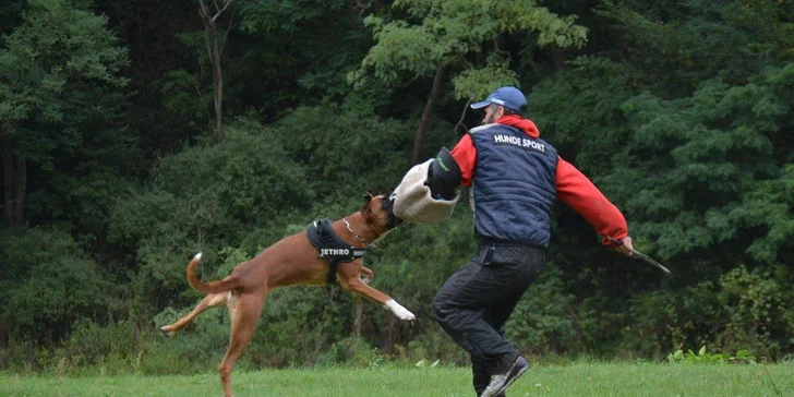 Úvodní hodina v DogUniversal: 60 minut výcviku psa jakéhokoliv plemene