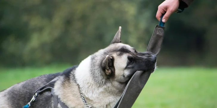 Úvodní hodina v DogUniversal: 60 minut výcviku psa jakéhokoliv plemene
