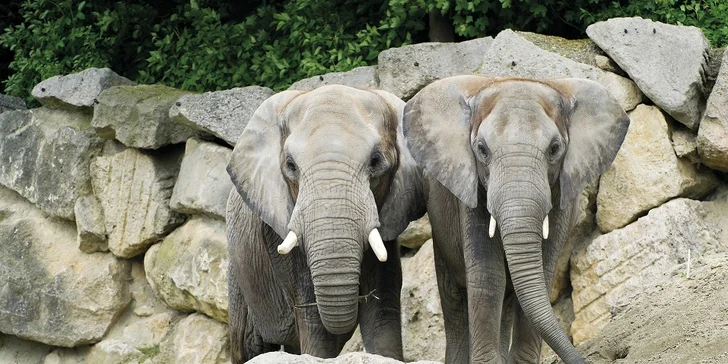 Vídeňská zoo: lední medvědi, orangutani, pandy, koaly a mnoho dalších