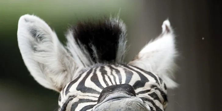 Vídeňská ZOO: lední medvědi, orangutani, pandy, koaly a mnoho dalších