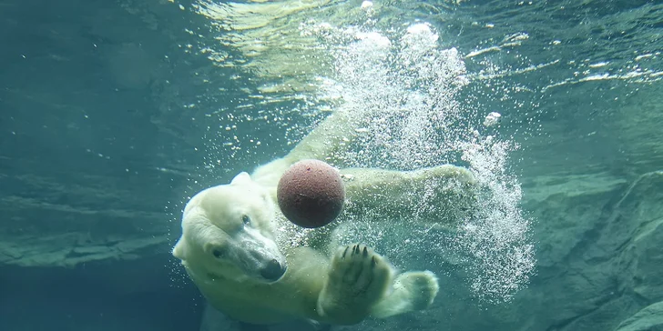 Vídeňská zoo: lední medvědi, orangutani, pandy, koaly a mnoho dalších