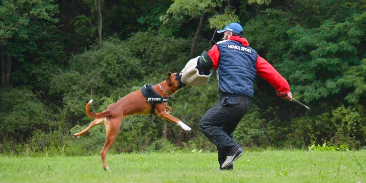 Úvodní hodina v DogUniversal: 60 minut výcviku psa jakéhokoliv plemene