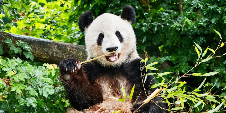 Vídeňská zoo: lední medvědi, orangutani, pandy, koaly a mnoho dalších