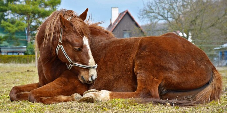 Příspěvek pro zanedbané a týrané koně: můžete je i navštívit a vyjet si