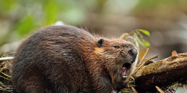 Wroclaw: za památkami i za zvířátky do nejstarší Zoo s moderním afrikáriem