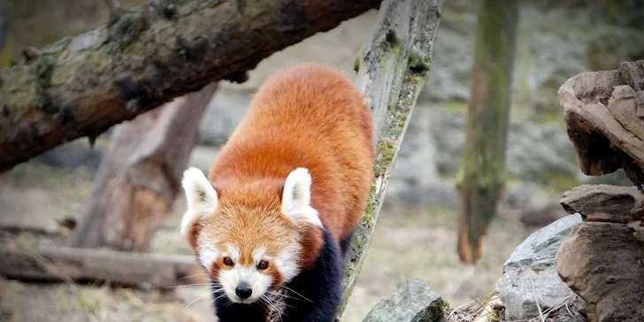 Wroclaw: za památkami i za zvířátky do nejstarší Zoo s moderním afrikáriem