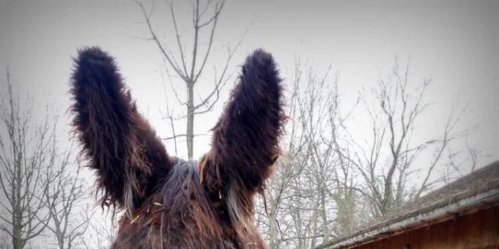 Wroclaw: za památkami i za zvířátky do nejstarší Zoo s moderním afrikáriem