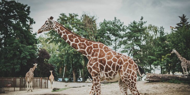 Wroclaw: za památkami i za zvířátky do nejstarší Zoo s moderním afrikáriem