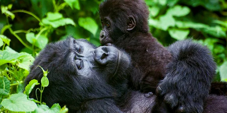 Wroclaw: za památkami i za zvířátky do nejstarší Zoo s moderním afrikáriem