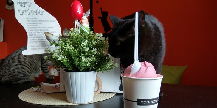 3 nebo 6 kopečků zmrzliny kousek od centra Brna v kočičí kavárně
