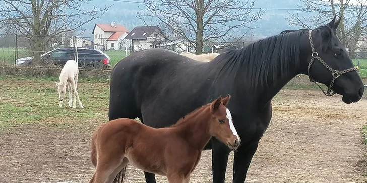 Zabývají se tu chovem plemen quarter horse a paint horse. 