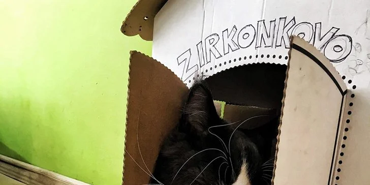 Ledové osvěžení a domácí dezert v kočičí kavárně i pro dva