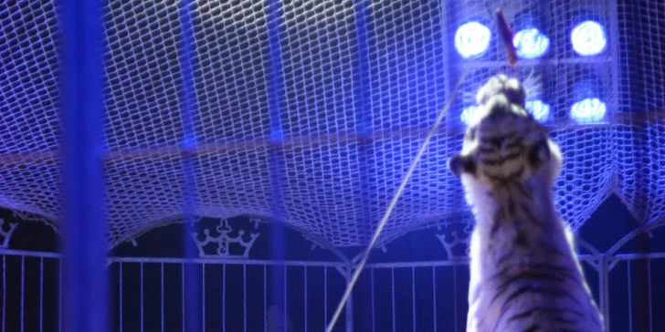 Vstupenky na originální cirkusovou show: Karel Berousek uvádí cirkus Sultán