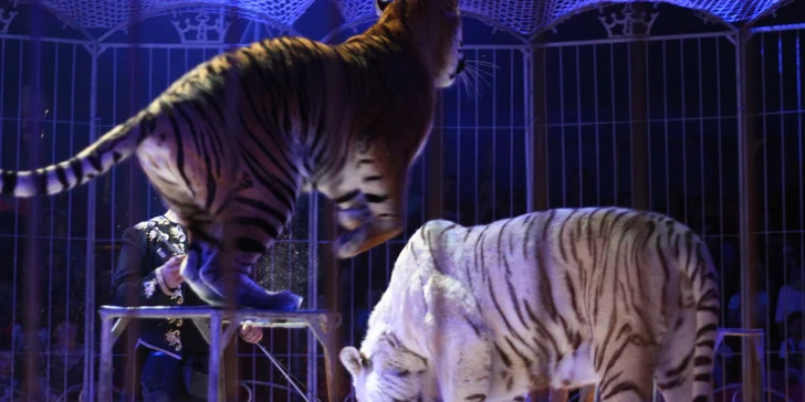 Vstupenky na originální cirkusovou show: Karel Berousek uvádí cirkus Sultán