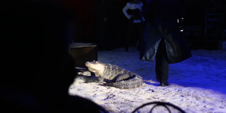 Vstupenky na originální cirkusovou show: Karel Berousek uvádí cirkus Sultán