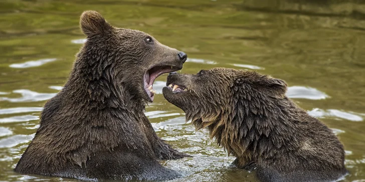 Sraz je v 8:30 u vstupu do Tierfreigelände v německém Neuschönau. 