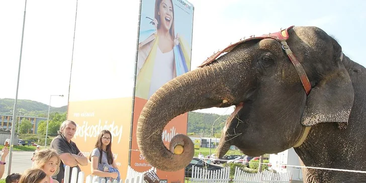 60 min. se slonicí Baby Aurélie: krmení i projížďka na slonu z cirkusu pro 2