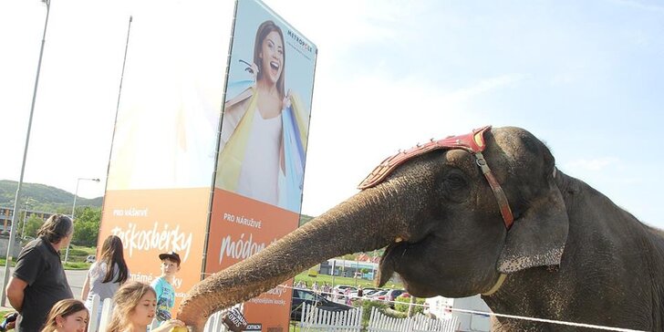 60 min. se slonicí Baby Aurélie: krmení i projížďka na slonu z cirkusu pro 2