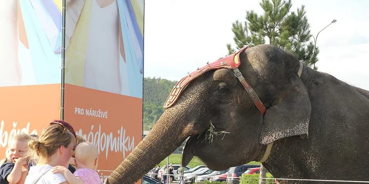 60 min. se slonicí Baby Aurélie: krmení i projížďka na slonu z cirkusu pro 2