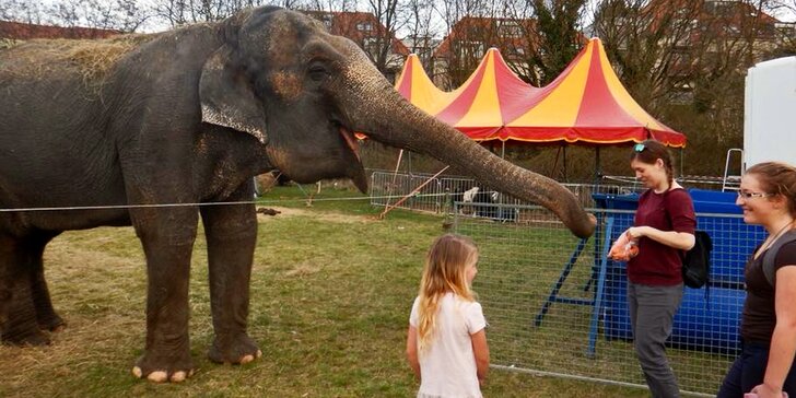 60 min. se slonicí Baby Aurélie: krmení i projížďka na slonu z cirkusu pro 2