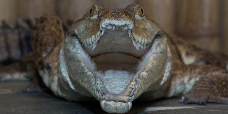 Nakrmte krokodýly: VIP vstupenka pro jednu osobu do Krokodýlí zoo